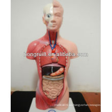Modelo de torso modelo ISO 26C Mini 15 piezas, modelo de torso anatómico